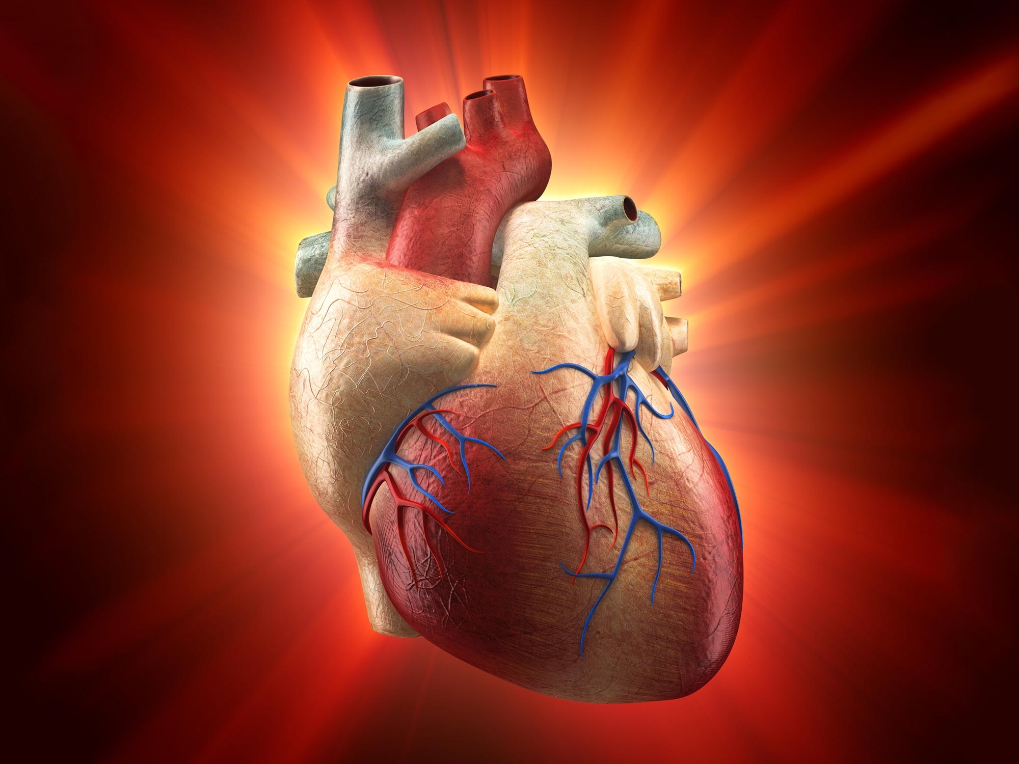 Human Heart Inflammation Disease